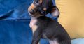 Male Russian Toy Terrier For Sale