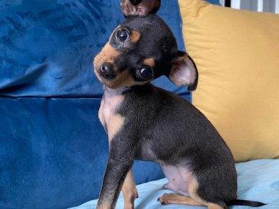 Russian Toy Terrier Puppies in Kimmage