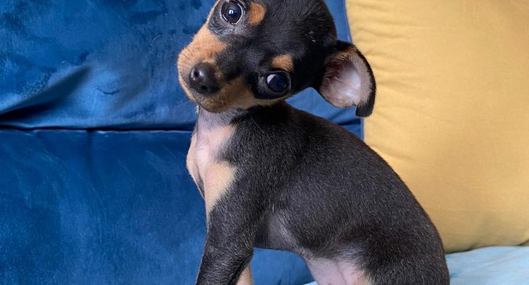 Male Russian Toy Terrier For Sale