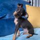 Male Russian Toy Terrier For Sale