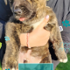 Affectionate & Placid Akita Cross Pups