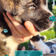 Affectionate & Placid Akita Cross Pups