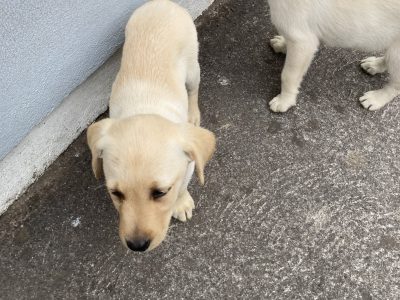 IKC registered pure bed Labrador pup