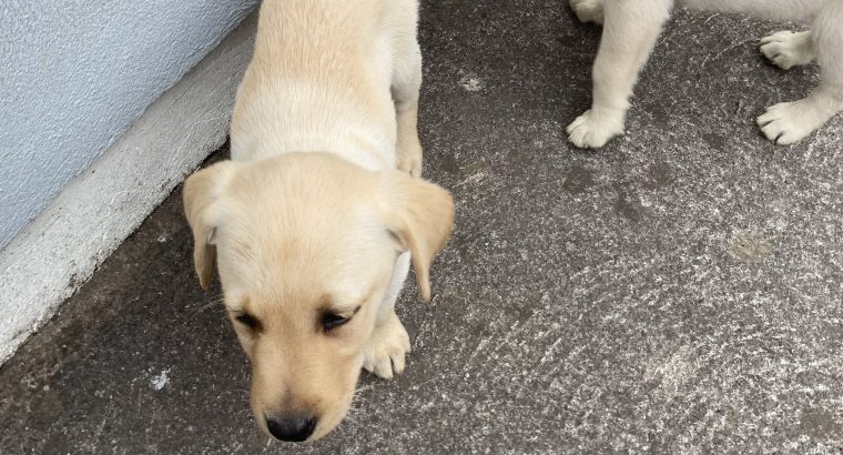 IKC registered pure bed Labrador pup