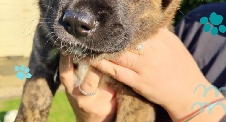 Affectionate & Placid Akita Cross Pups