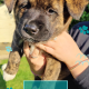 Affectionate & Placid Akita Cross Pups