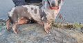 Playful Miniature Dachshunds in Cavan Town