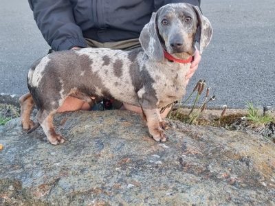 Playful Miniature Dachshunds in Cavan Town