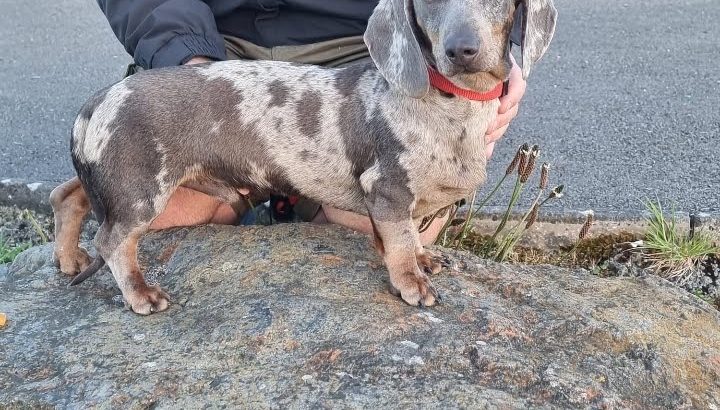 Playful Miniature Dachshunds in Cavan Town
