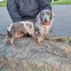Playful Miniature Dachshunds in Cavan Town