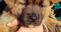 Affectionate & Placid Akita Cross Pups