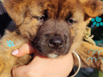 Akita Cross Puppies for Sale in Wicklow