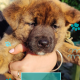 Affectionate & Placid Akita Cross Pups