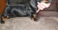 Playful Miniature Dachshunds in Cavan Town