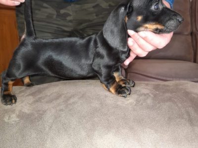Playful Miniature Dachshunds in Cavan Town