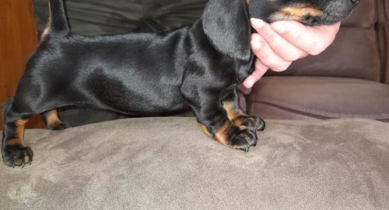 Playful Miniature Dachshunds in Cavan Town