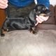 Playful Miniature Dachshunds in Cavan Town
