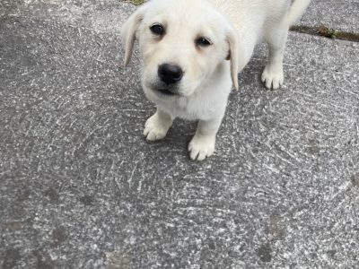 Labrador Puppies for Sale in Macroom – IKC Registered
