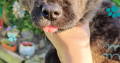 Affectionate & Placid Akita Cross Pups