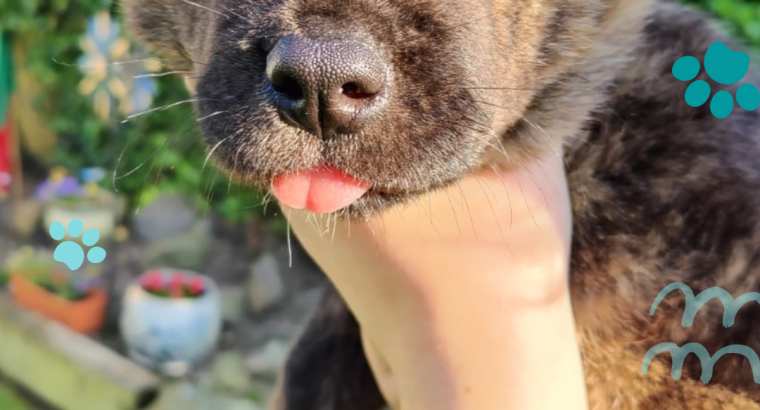 Affectionate & Placid Akita Cross Pups