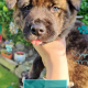 Affectionate & Placid Akita Cross Pups