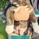 Affectionate & Placid Akita Cross Pups