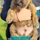 Affectionate & Placid Akita Cross Pups