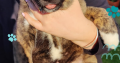 Affectionate & Placid Akita Cross Pups