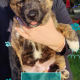 Affectionate & Placid Akita Cross Pups