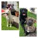 Affectionate & Placid Akita Cross Pups