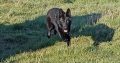 Black German Shepard Dog Free to Good Home.