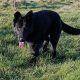 Black German Shepard Dog Free to Good Home.