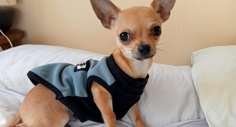 Minuature chihuahua for sale