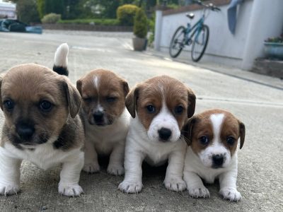 Jack Russell Puppies in Ballybofey – Playful