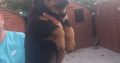 Rottweiler pups for sale