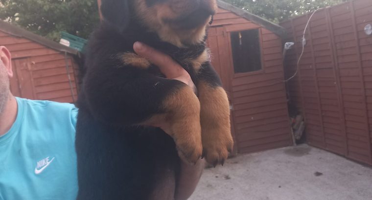 Rottweiler pups for sale