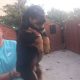 Rottweiler pups for sale