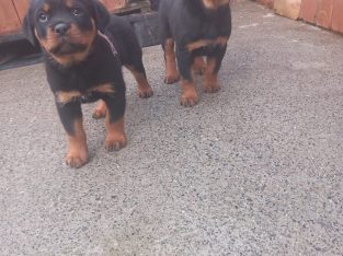 Rottweiler pups for sale