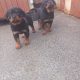 Rottweiler pups for sale