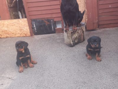 Rottweiler Puppies in Clondalkin – IKC Registered