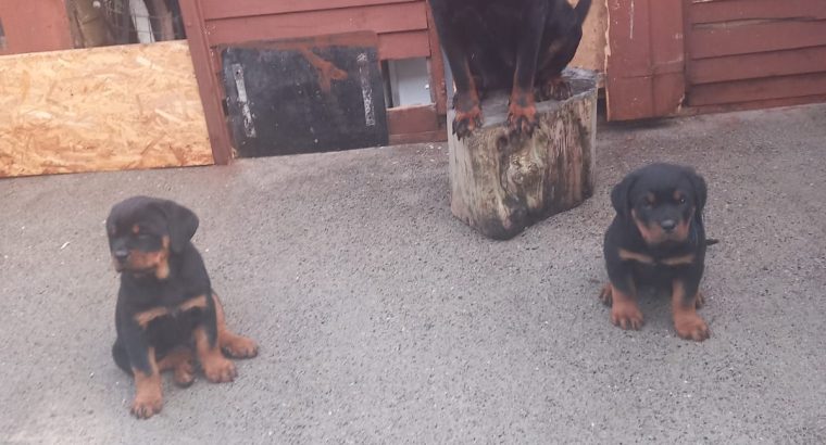 Rottweiler pups for sale