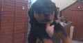 Rottweiler pups for sale