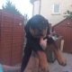 Rottweiler pups for sale