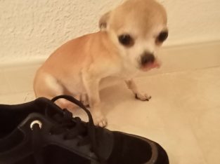 Minuature chihuahua for sale