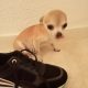 Minuature chihuahua for sale