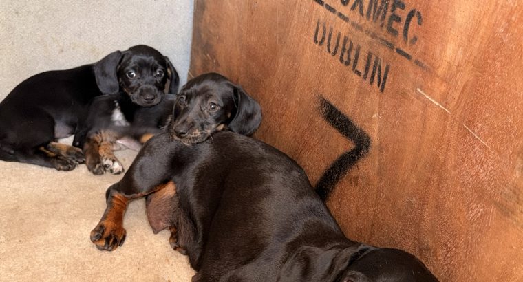 Playful Miniature Dachshunds in Cavan Town