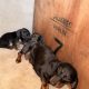 Playful Miniature Dachshunds in Cavan Town
