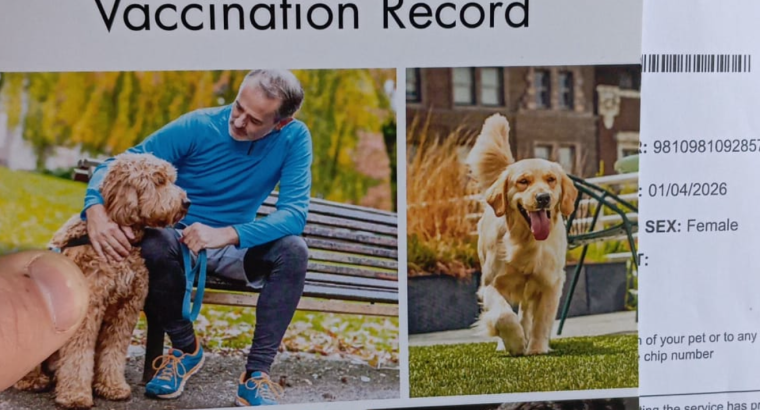 Playful Miniature Dachshunds in Cavan Town