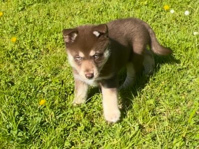 Pomsky puppies