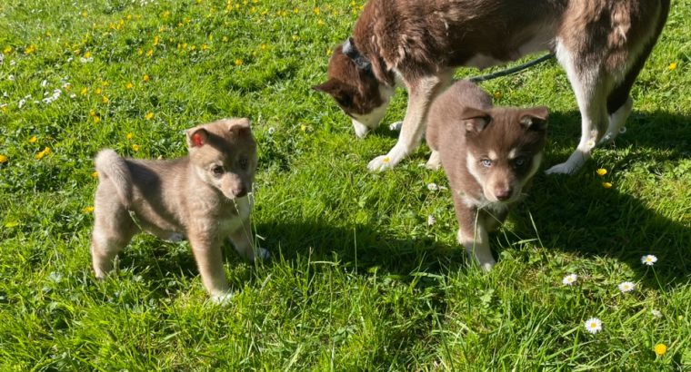 Pomsky puppies